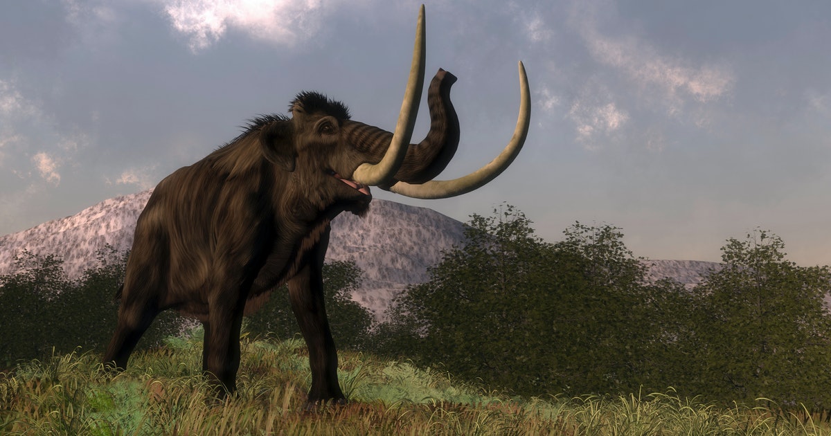 Ancient DNA debunks an old theory about mammoth extinction
