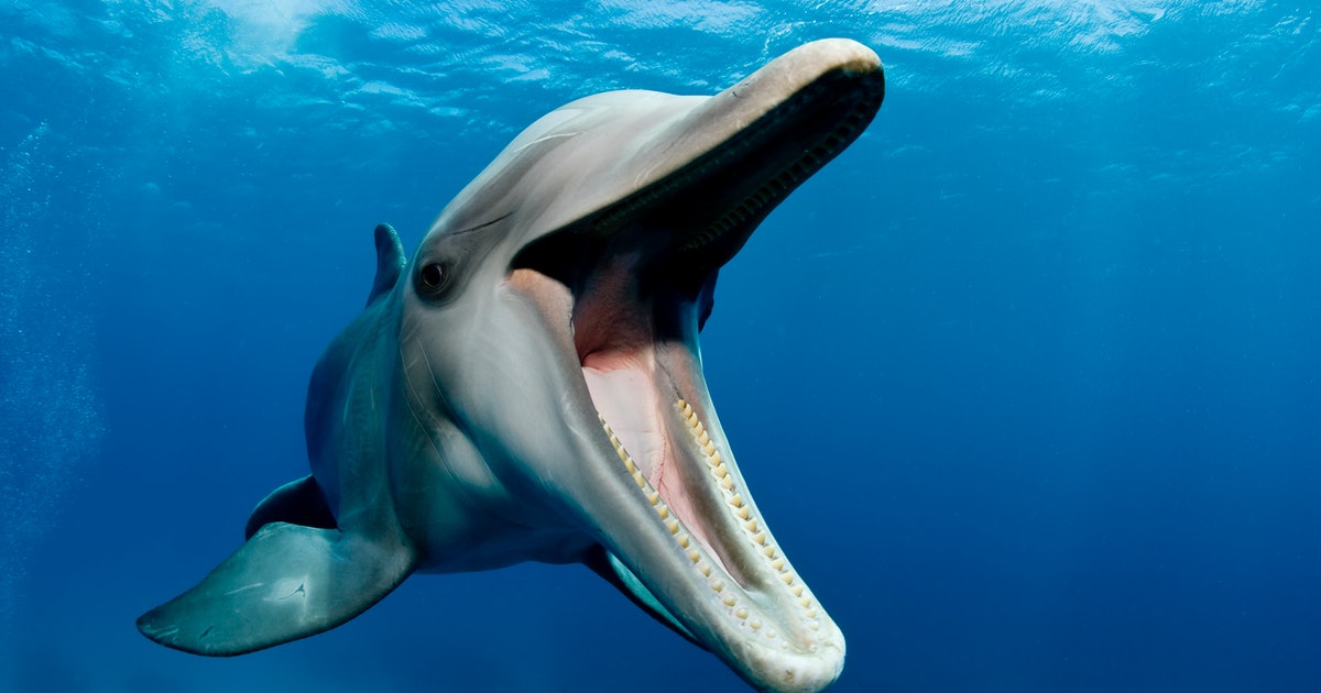 Dolphin study could help us understand the evolution of female pleasure