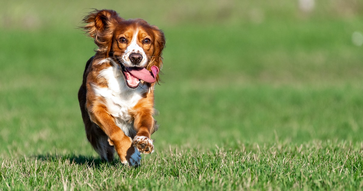 Owning a dog could be key to “successful aging” — study