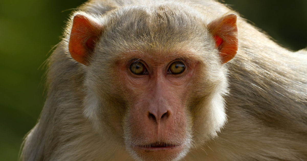 Monkey study reveals a troubling link between natural disasters and aging