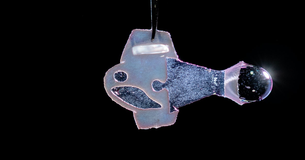 This human cell-powered robot fish is actually a huge medical breakthrough