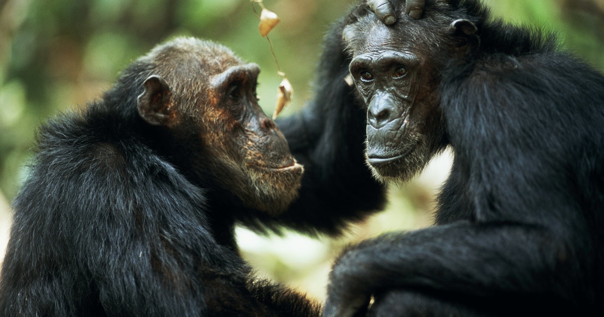 Can animals show empathy? A biologist dives into cooperation in the animal kingdom