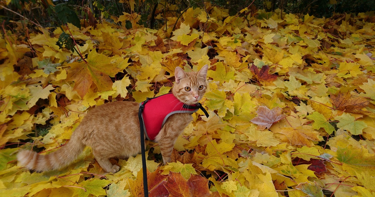 Should you take your cat on walks? Pet experts reveal the complicated answer
