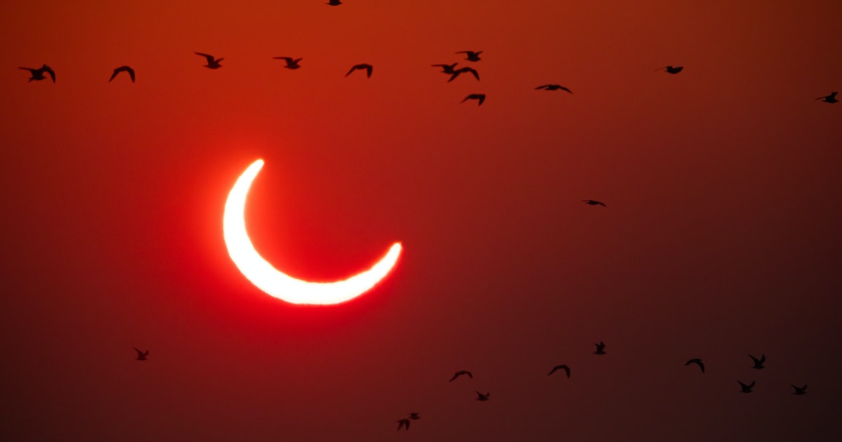 Lunar eclipses have one weird effect on birds