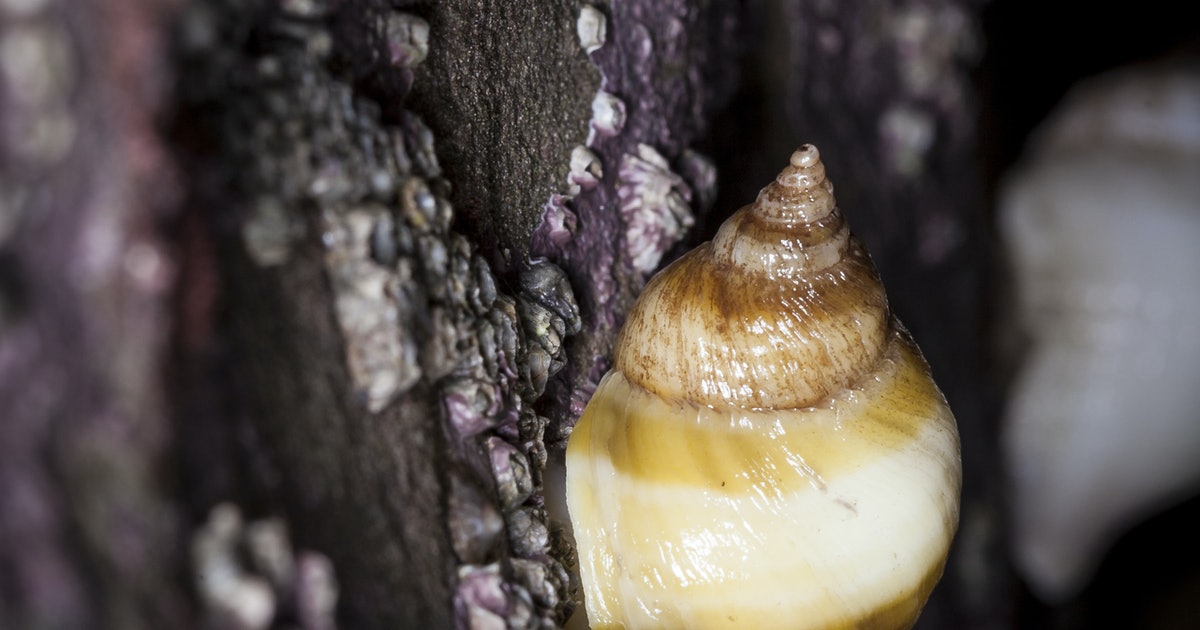 Watching snail sex could help scientists see evolution in real-time