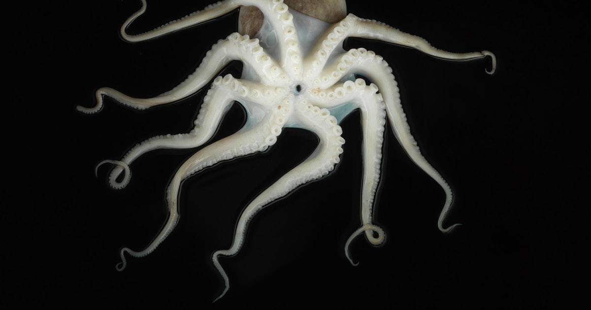 Look: This weird 10 legged fossil could be an octopus ancestor with extra arms