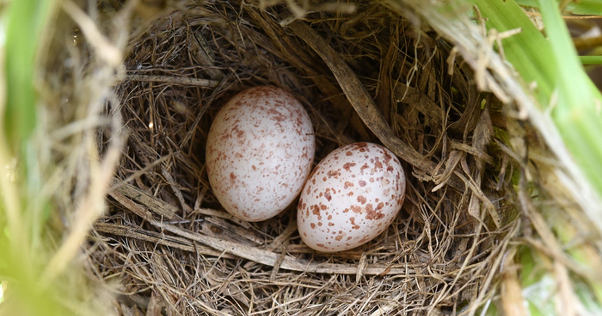 Biologists have cracked the ‘long-standing mystery’ of egg mimicking in birds