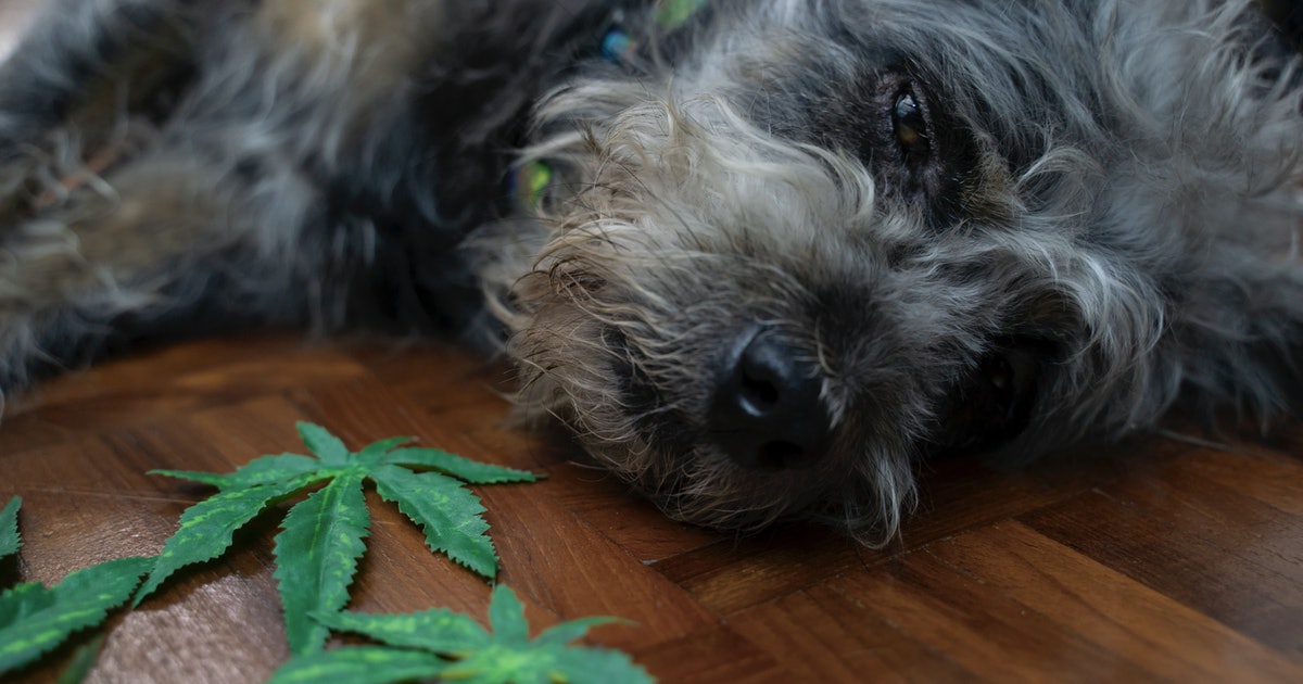 What happens if your dog gets into your weed stash? Why you need to be poison aware