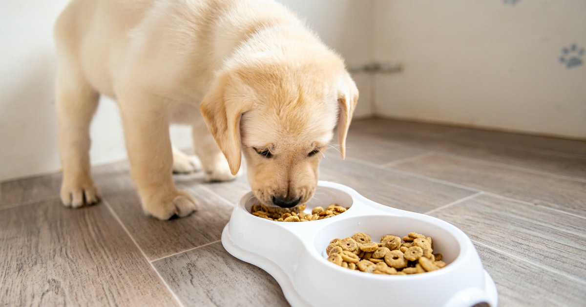 You’re probably handling your pet’s food wrong, new study finds
