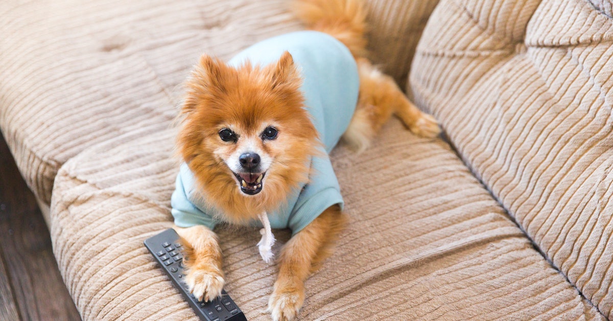 Your dog’s TV habits could help scientists unlock new insight into aging