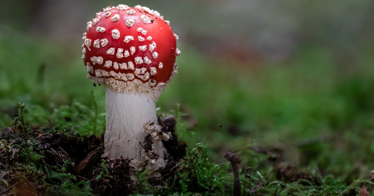 Fungi might use an electric &quot;language&quot; to talk to each other, research says