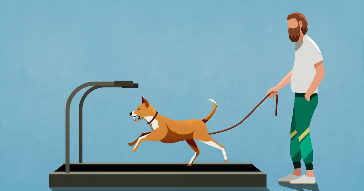 Should you exercise your dog on a treadmill? Here’s what veterinarians say