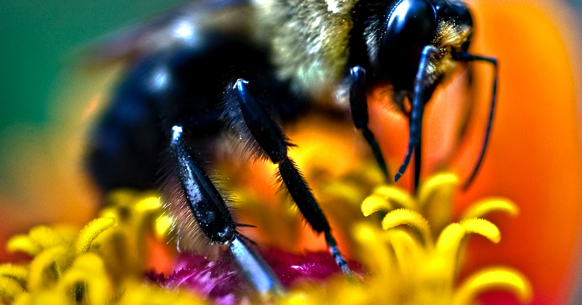 Bees and humans have a shocking skill in common, new study reveals