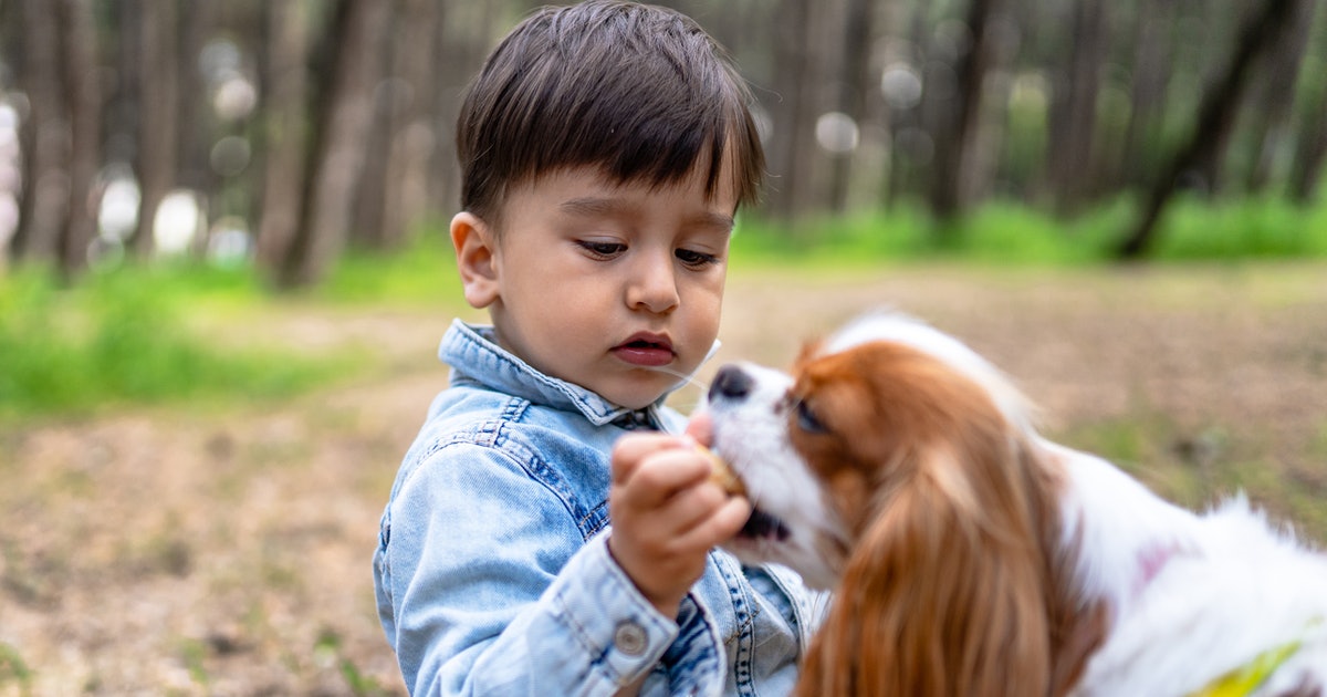 U.K. report ties hepatitis in kids to dogs — an immunologist points out a major flaw