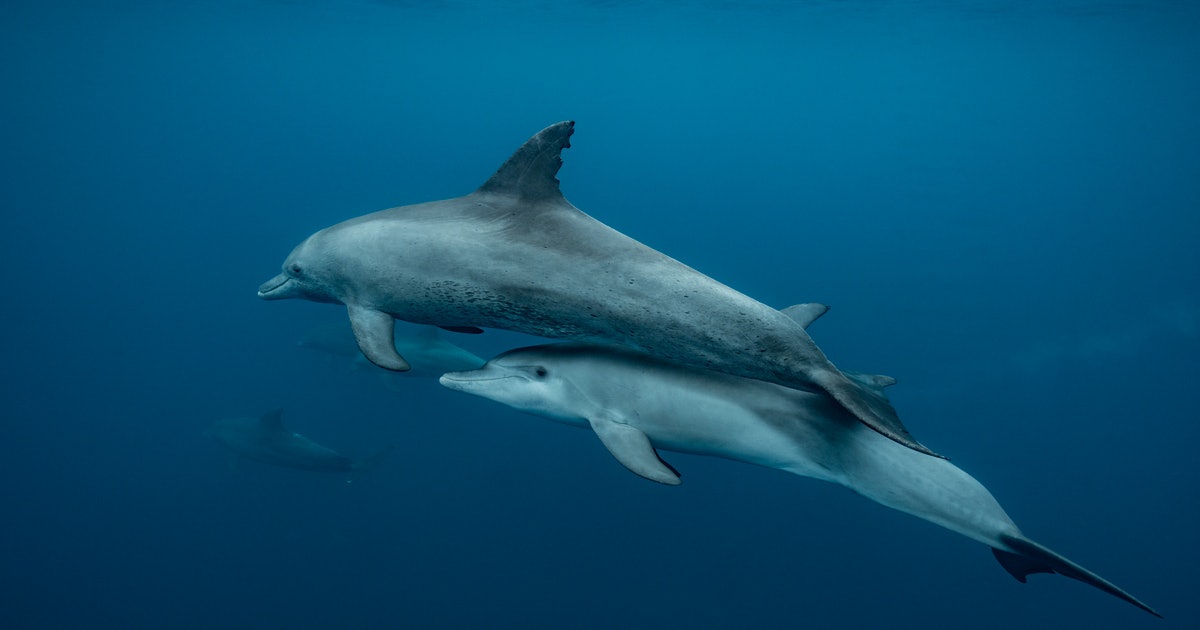 How do dolphins maintain their glowing skin? A study reveals the surprising answer
