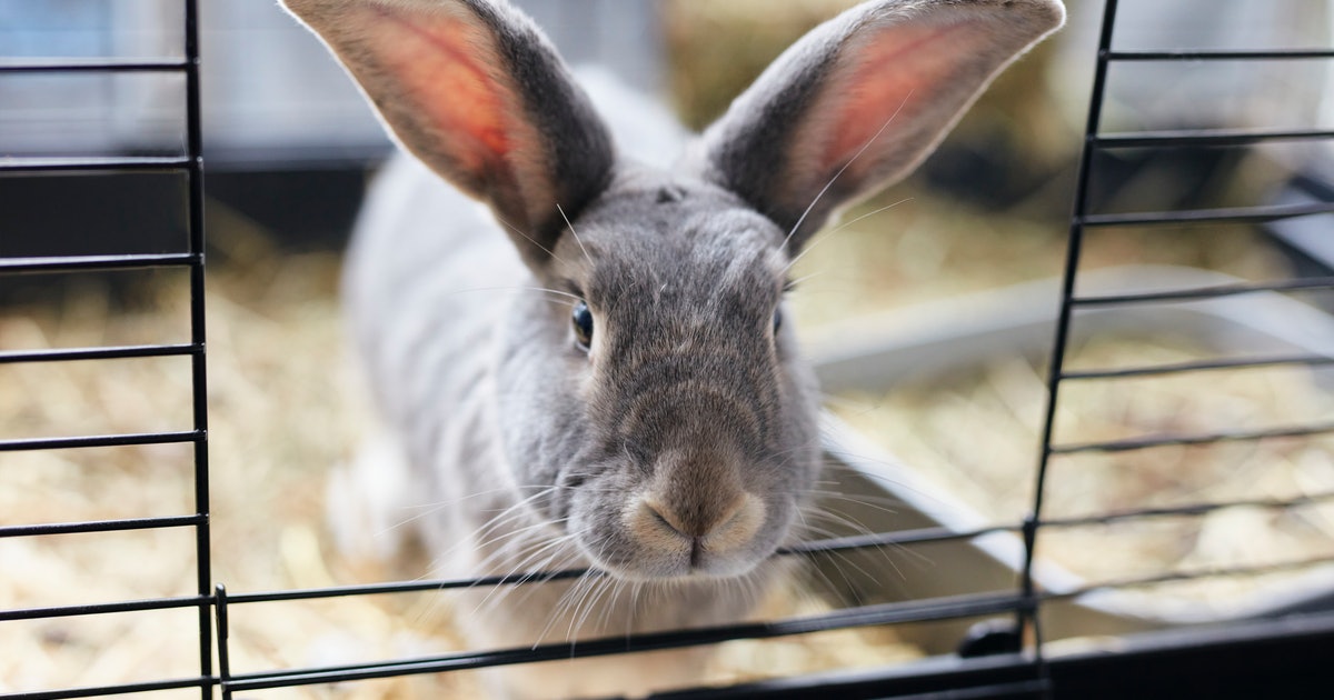 Symptoms, vaccine for rabbits, and more about the fatal bunny disease in the U.S.