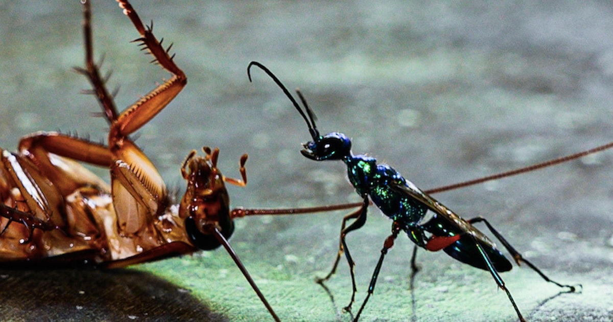 Five murderous wasp species that prove they’re the scariest bugs around