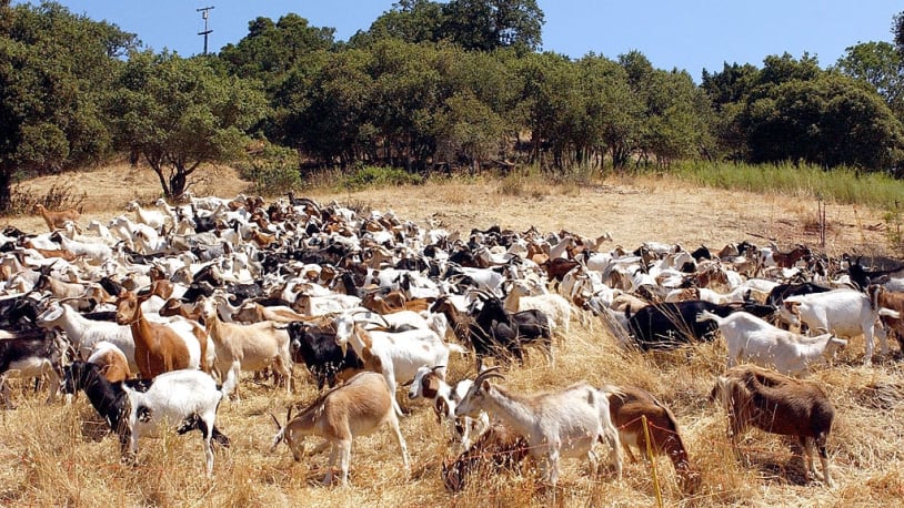 Goats are giving firefighters in Northern California an assist