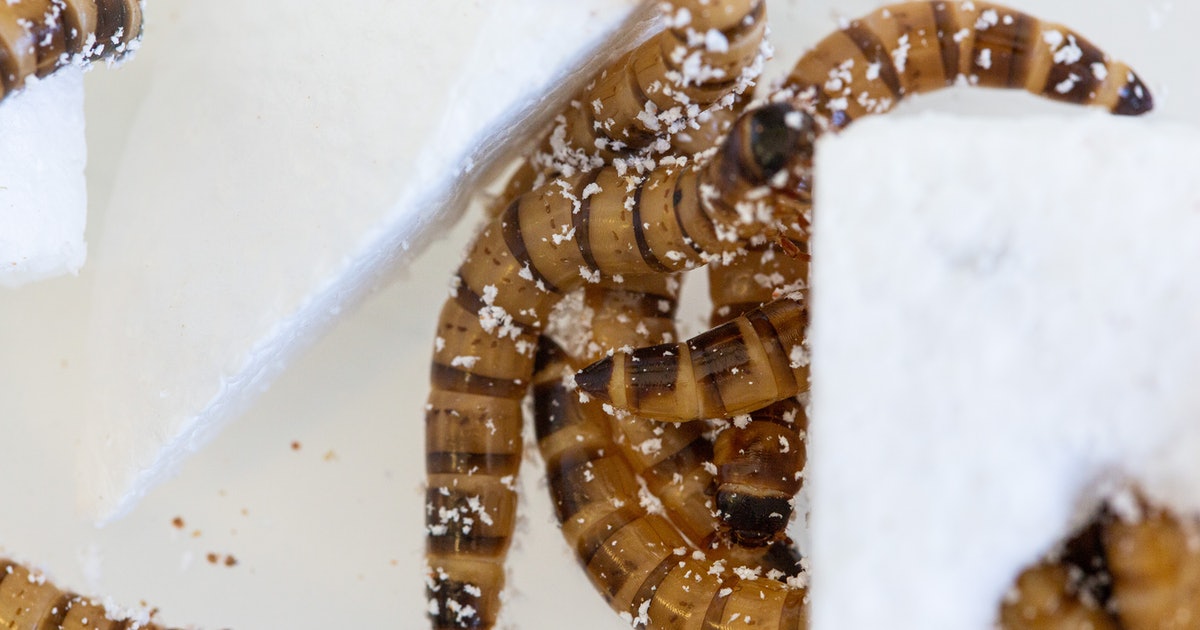 Watch: Superworms snacking on styrofoam could solve our trash problem