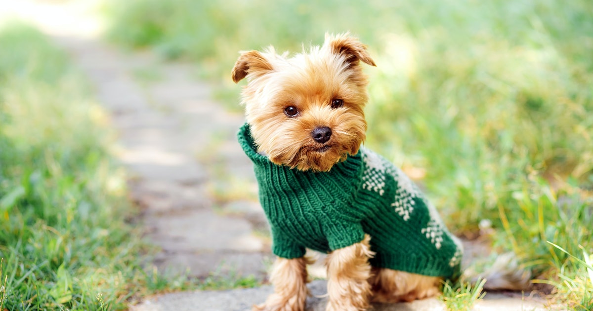 Is your dog too cold? 3 crucial ways to find out