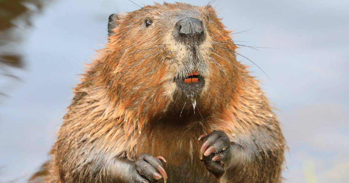 The ultimate status symbol for Danish Vikings? Beaver fur — study