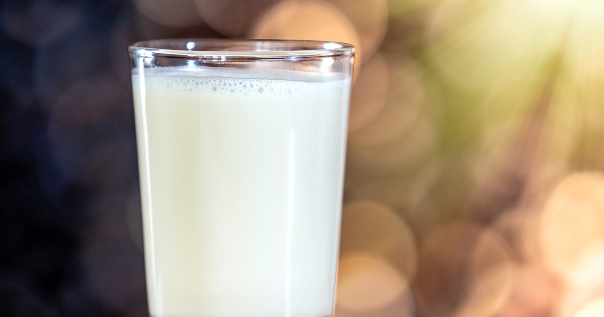 Humans were drinking milk long before they could easily digest it