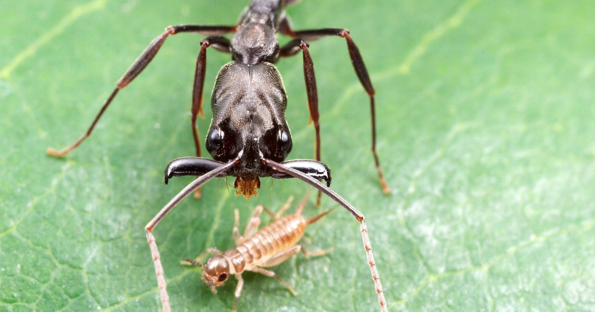 Trap-jaw ants are so powerful they should implode — here’s their secret