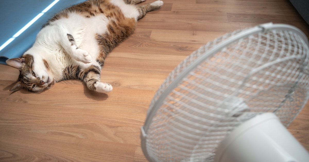 Heat waves: 14 strategies to keep cool on hot days