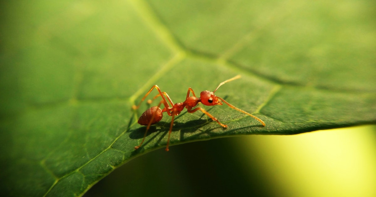 One surprising insect could help solve farming’s pest problem