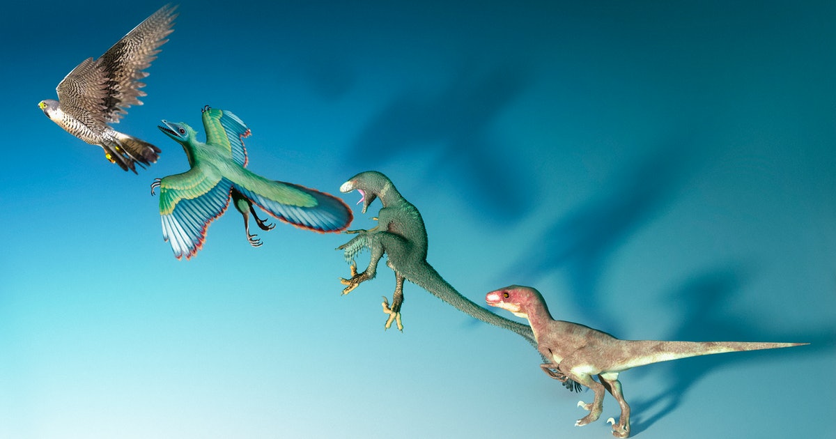 3D analysis reveals a key similarity between dinosaur and bird embryos