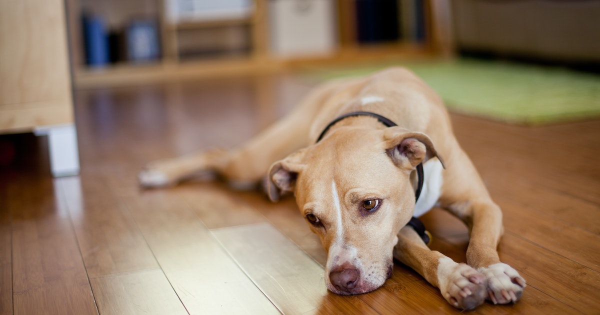 Is my dog depressed or happy? Pet experts explain how you can tell.