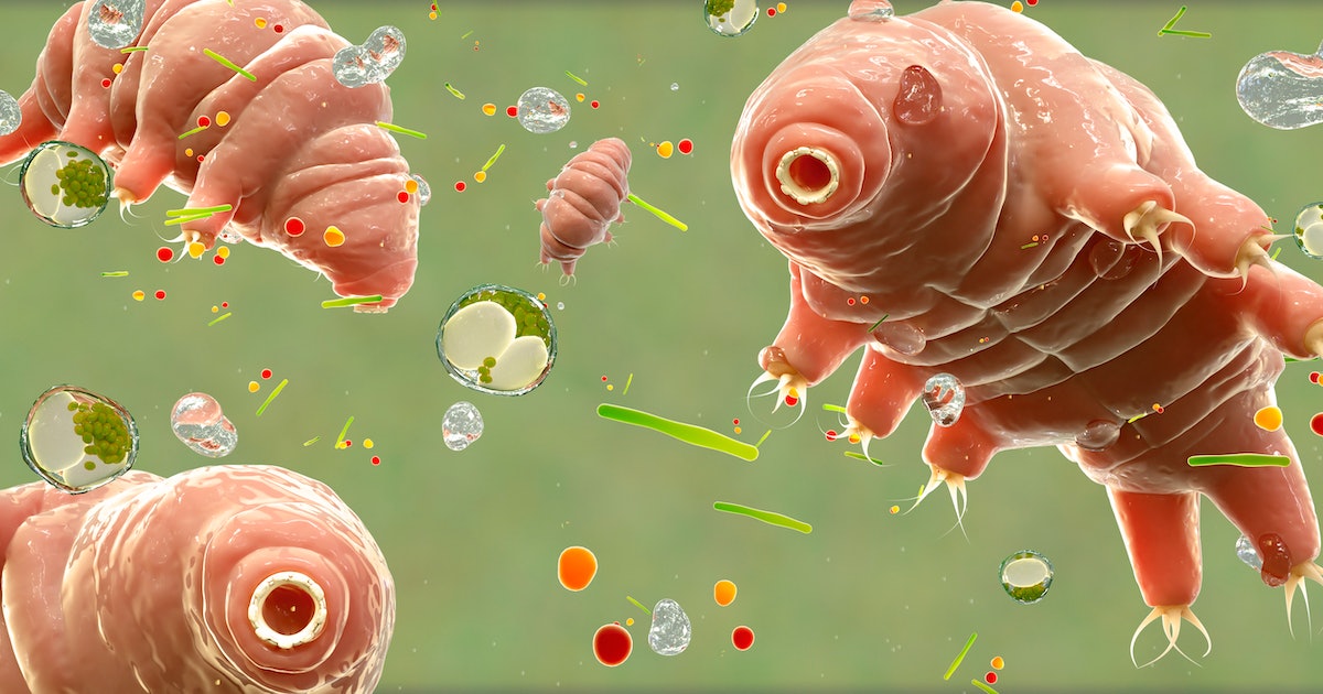 Biologists fired tardigrades out of a high-powered gun — the results have implications for alien life