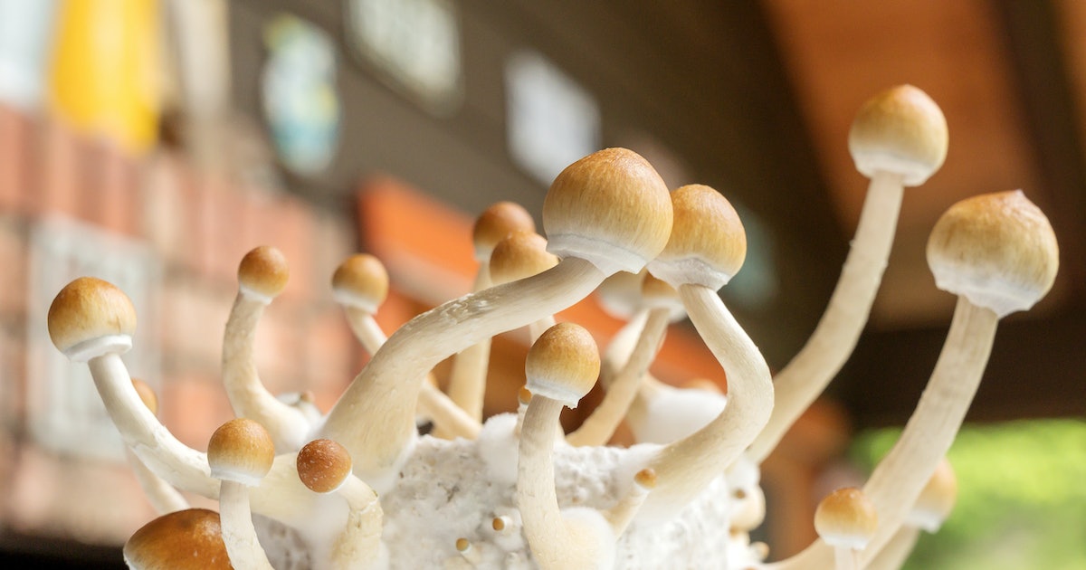 Psilocybin therapy reduces heavy drinking by up to 83 percent in landmark trial