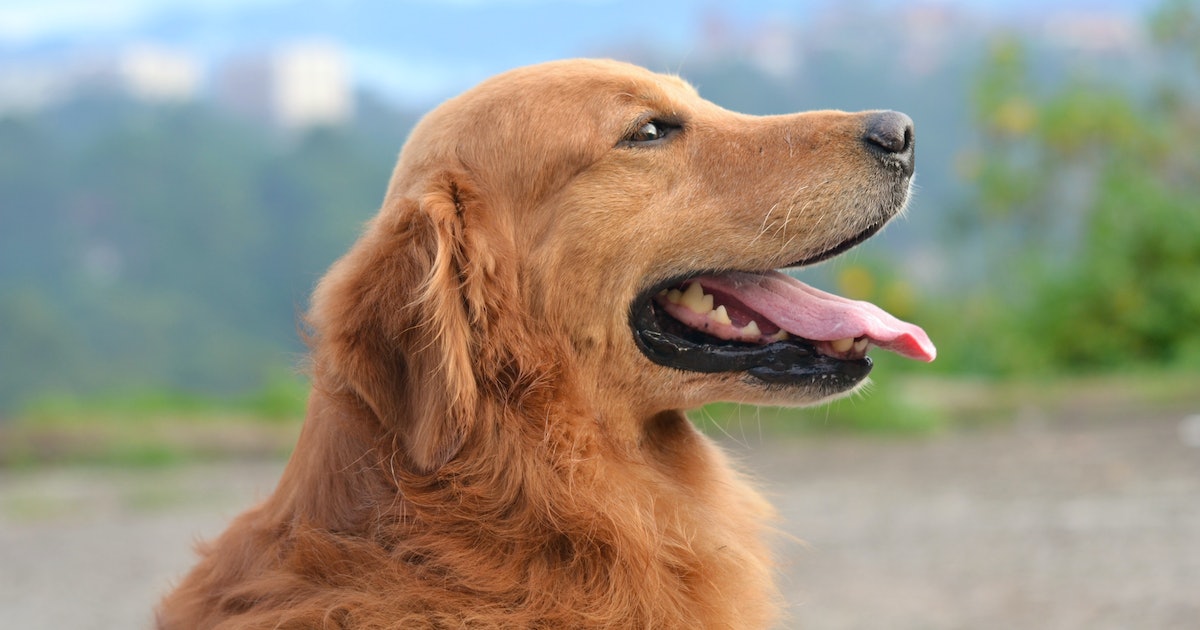 In a first, scientists show dogs can smell when humans are stressed
