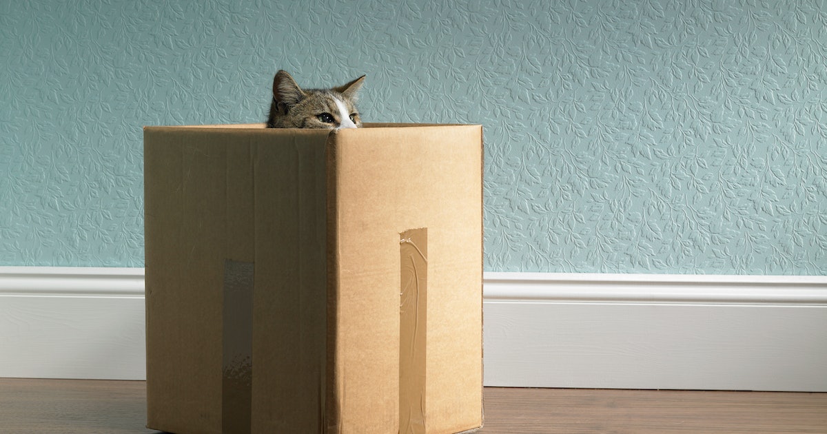 Why do cats love cardboard boxes? Pet experts decode the obsession