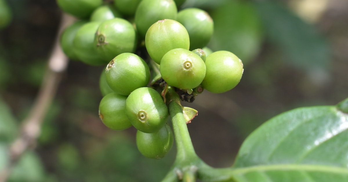 Is green coffee good for you? A food scientist debunks the hype