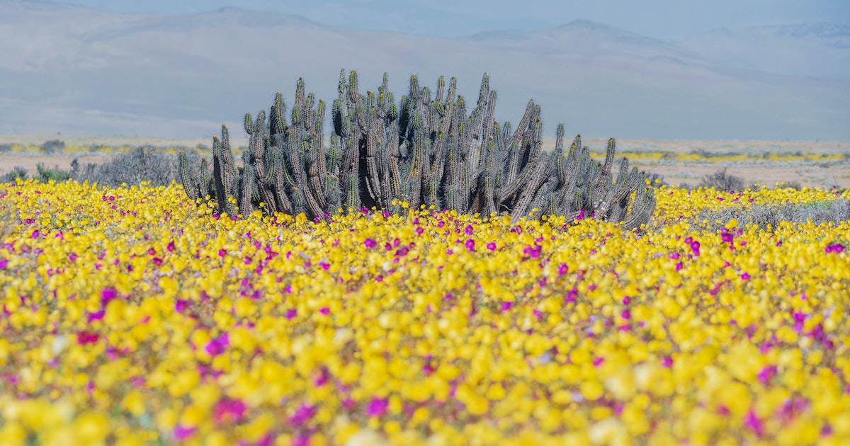 Desierto florido: What causes these rare flower blooms in the world’s driest desert?