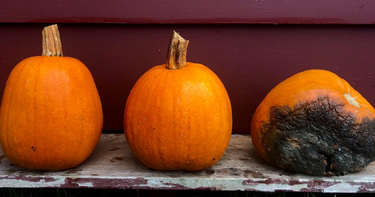 A plant scientist’s guide to keeping your jack-o’-lantern from rotting before Halloween