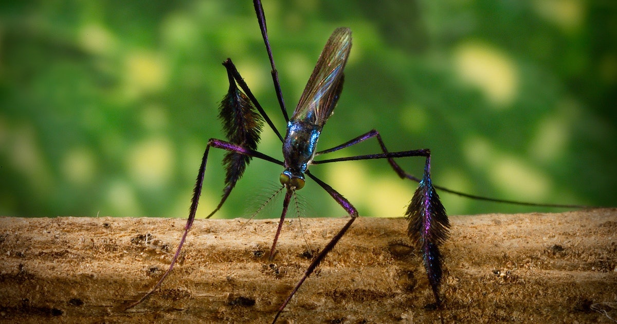 Watch: Cannibal mosquito larvae eat their cousins on camera