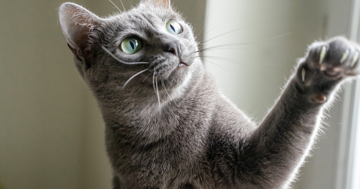 Study finds a link between being a cat person and improved mental health