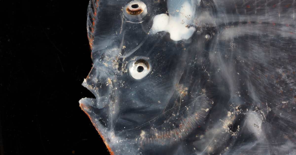 Transparent eels and fanged fish: 10 deep-sea monsters captured in a new expedition