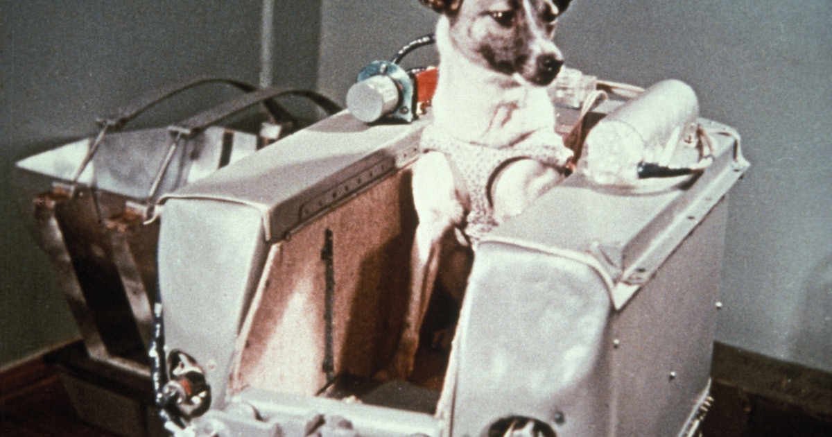 65 years ago, a street dog paved the way for human spaceflight — with a grim outcome