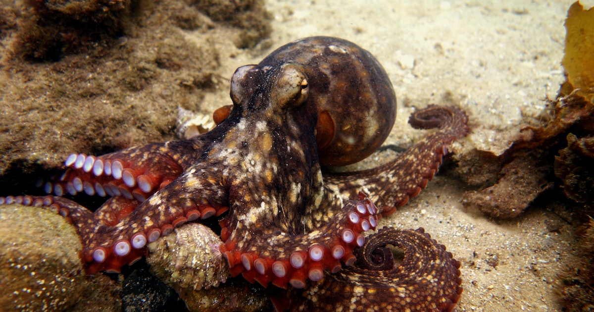 Watch: Video reveals a strange, never-recorded behavior in octopuses