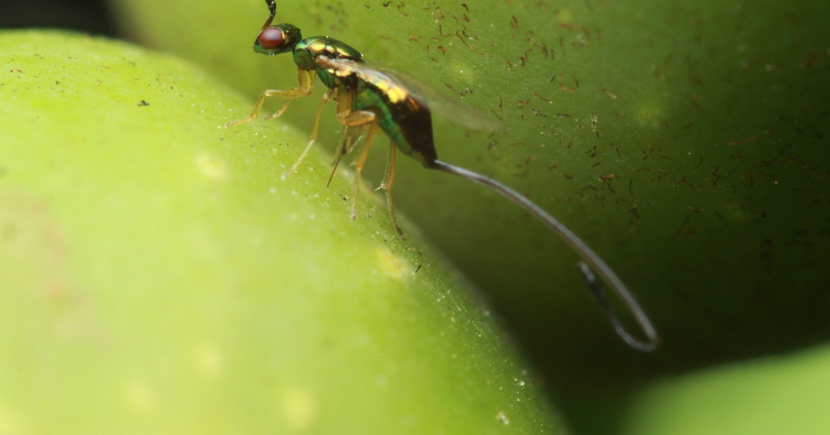 Are figs full of dead wasps? An entomologist reveals the answer