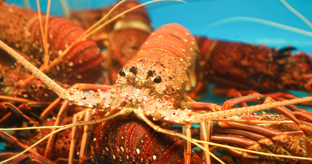 Lobsters could hold the key to birth control that doesn’t totally suck