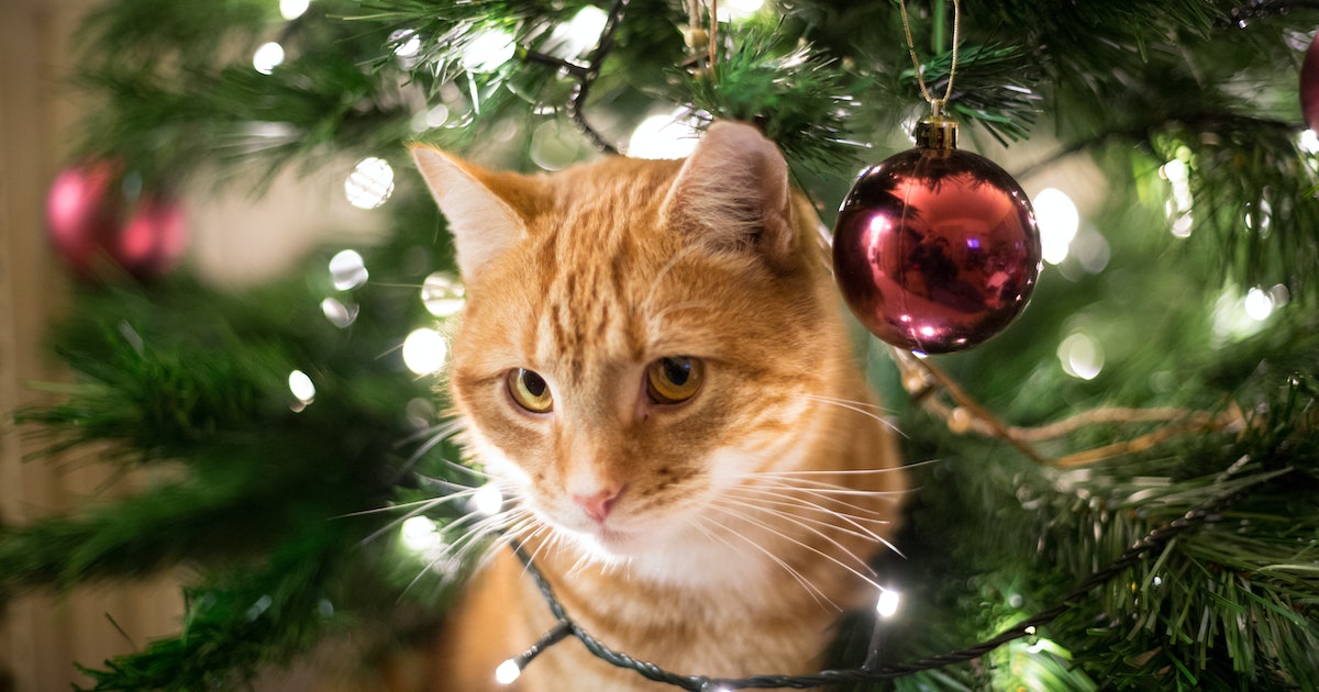 What can my pet eat during the holidays? You might be surprised