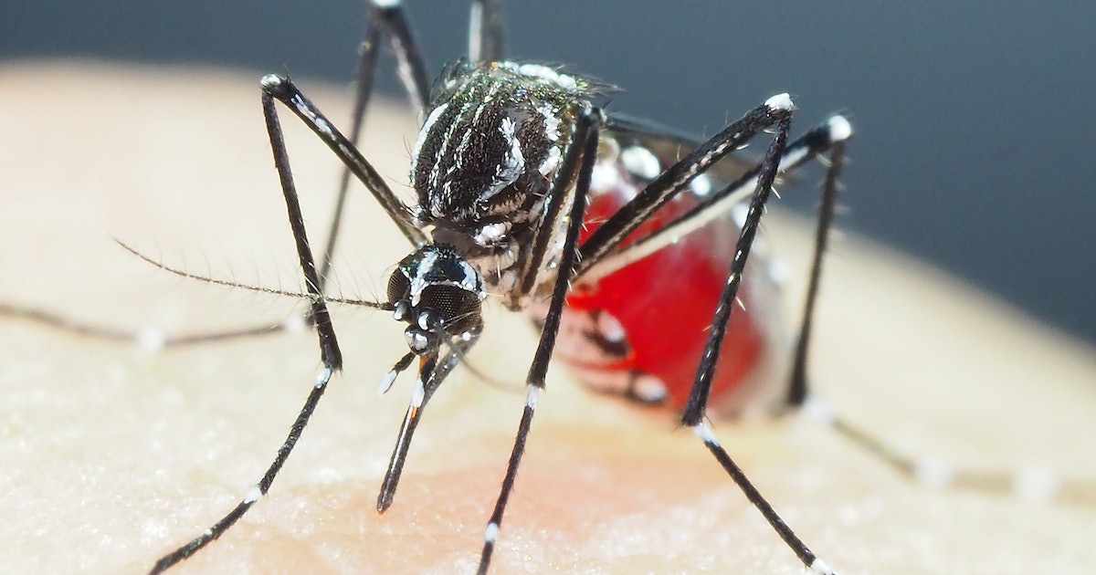 A “super-resistant” gene mutation in mosquitoes may increase the risk of dengue, a study finds