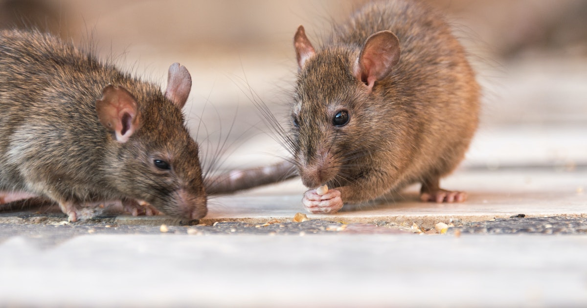 Why are there still rodent plague outbreaks? New research hints at the answer