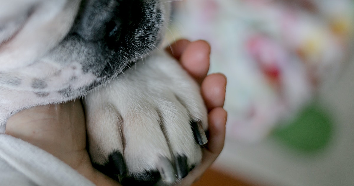 We need to start treating grieving for our pets seriously — therapists can help