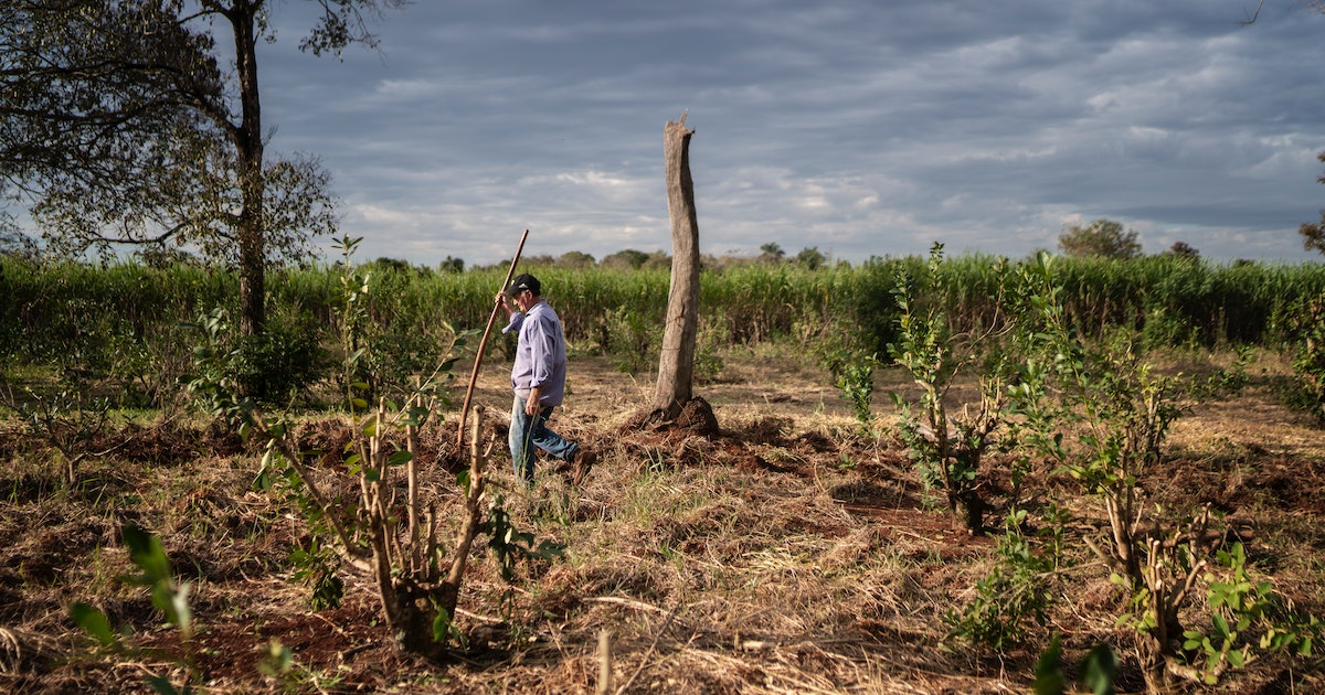 The world is addicted to soy — in Paraguay, these farmers pay the ultimate price